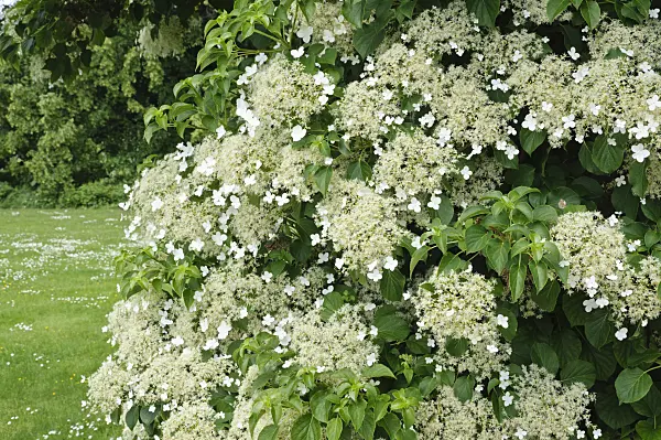472397 - Climbing hydrangea (Hydrangea anomala subsp. petiolaris)