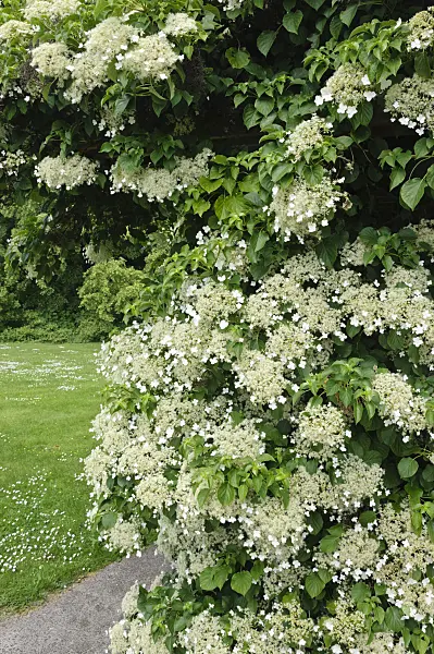 472398 - Climbing hydrangea (Hydrangea anomala subsp. petiolaris)