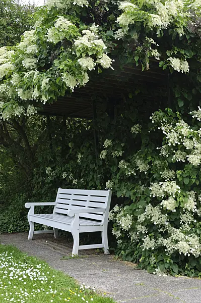 472399 - Climbing hydrangea (Hydrangea anomala subsp. petiolaris)