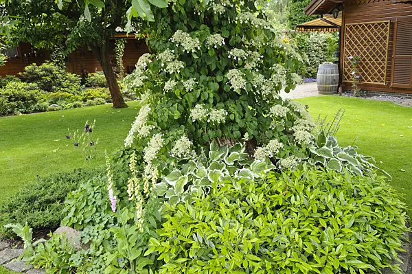 473063 - Climbing hydrangea (Hydrangea anomala subsp. petiolaris)
