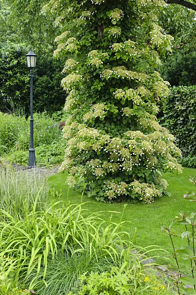 473142 - Climbing hydrangea (Hydrangea anomala subsp. petiolaris)