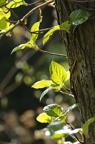 483188 - Climbing hydrangea (Hydrangea anomala subsp. petiolaris)