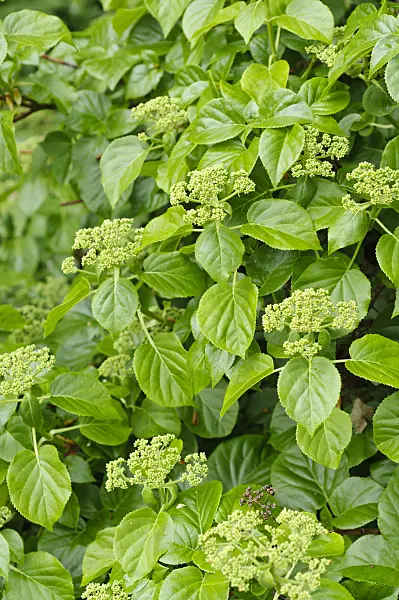 484073 - Climbing hydrangea (Hydrangea anomala subsp. petiolaris)