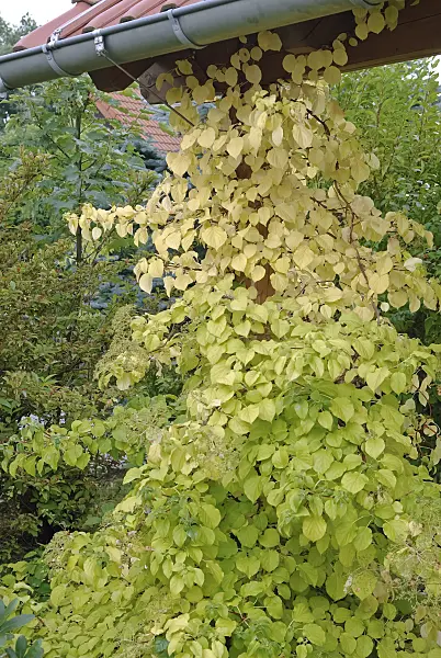 490082 - Climbing hydrangea (Hydrangea anomala subsp. petiolaris)