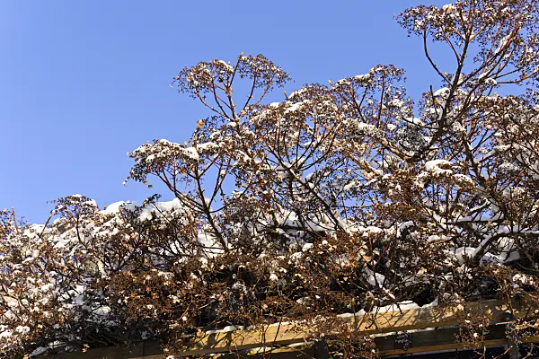 491015 - Climbing hydrangea (Hydrangea anomala subsp. petiolaris)