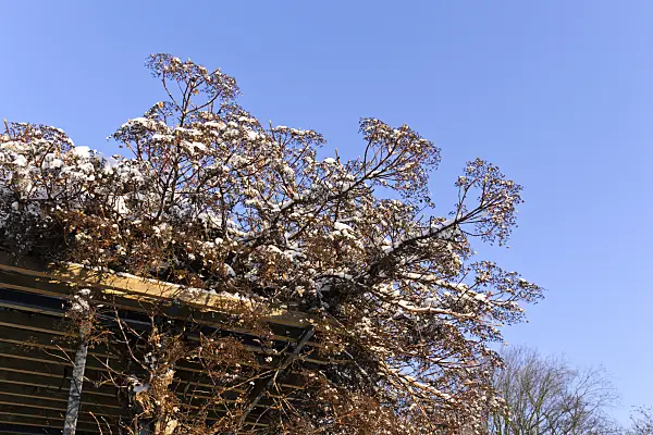 491016 - Climbing hydrangea (Hydrangea anomala subsp. petiolaris)