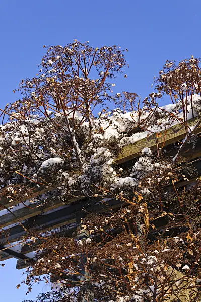 491020 - Climbing hydrangea (Hydrangea anomala subsp. petiolaris)