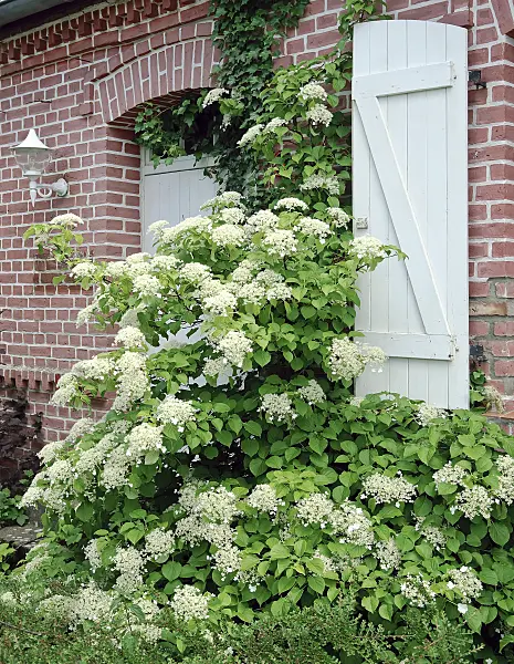 502223 - Climbing hydrangea (Hydrangea anomala subsp. petiolaris)
