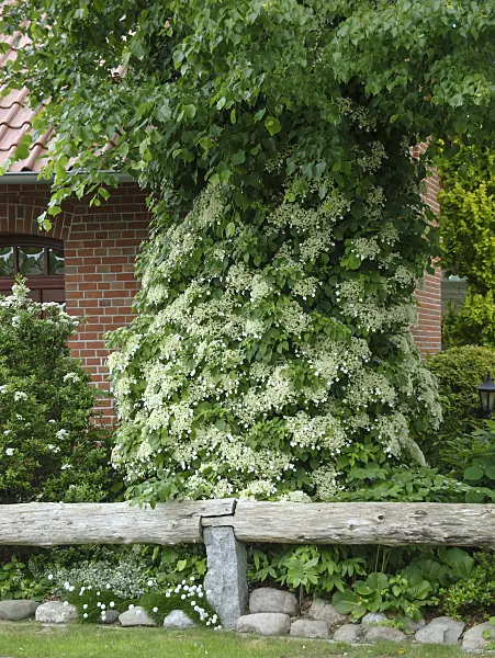 517133 - Climbing hydrangea (Hydrangea anomala subsp. petiolaris)