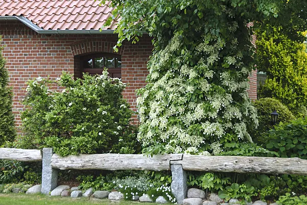 517134 - Climbing hydrangea (Hydrangea anomala subsp. petiolaris)
