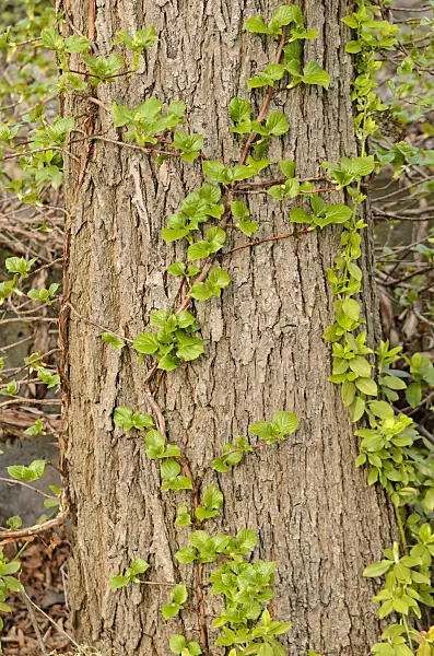 531018 - Climbing hydrangea (Hydrangea anomala subsp. petiolaris)