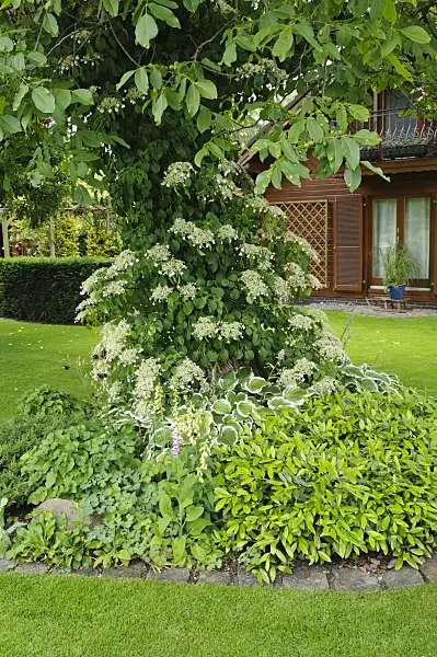 473062 - Climbing hydrangea (Hydrangea anomala subsp. petiolaris) and English walnut (Juglans regia)