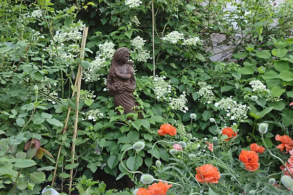 472369 - Climbing hydrangea (Hydrangea anomala subsp. petiolaris) and oriental poppy (Papaver orientale)