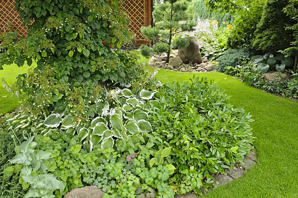 474144 - Climbing hydrangea (Hydrangea anomala subsp. petiolaris) and plantain lily (Hosta)