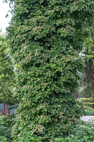 664427 - Climbing hydrangea vine (Schizophragma hydrangeoides)