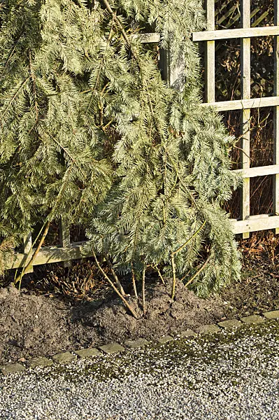518096 - Climbing rose covered with evergreen branches as winter protection