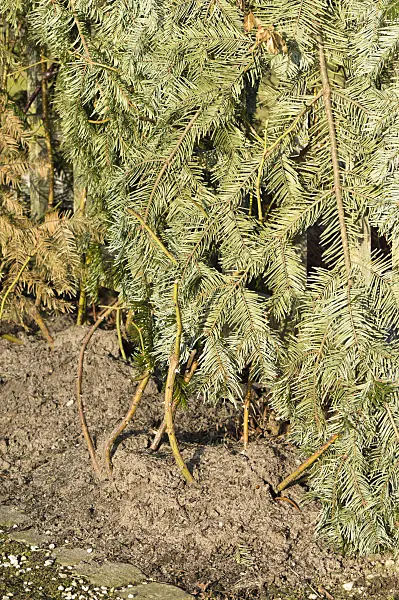 518097 - Climbing rose covered with evergreen branches as winter protection