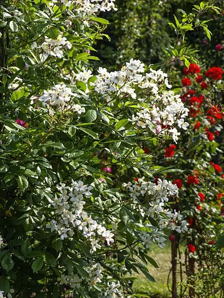 461043 - Climbing rose (Rosa Ceské Prci Cest)