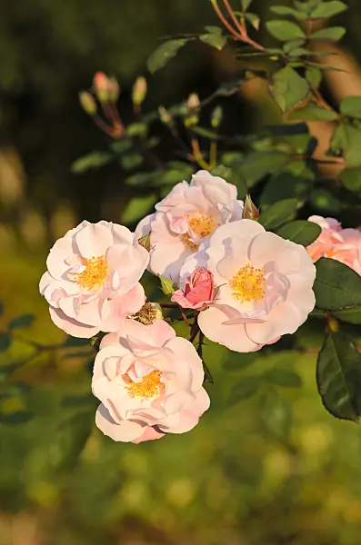 537023 - Climbing rose (Rosa Clair Matin)