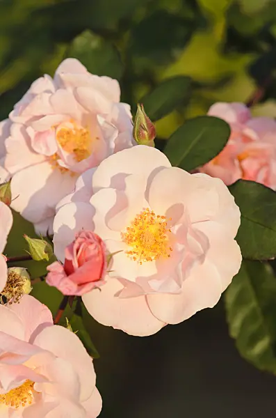 537024 - Climbing rose (Rosa Clair Matin)