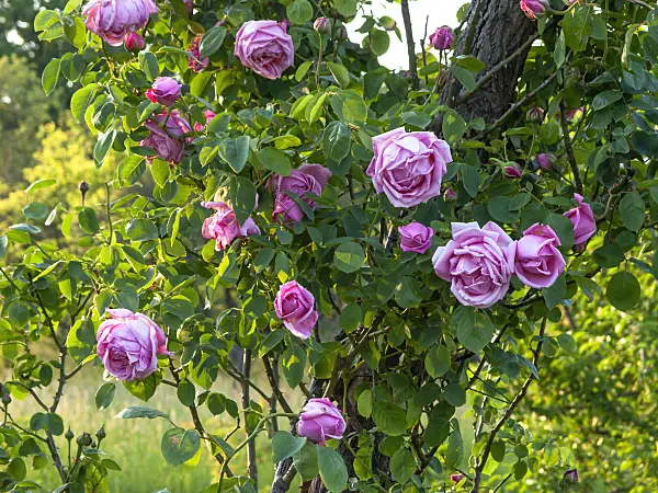448094 - Climbing rose (Rosa Climbing Mme. Caroline Testout)