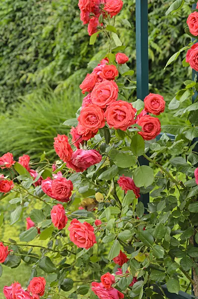 521216 - Climbing rose (Rosa Danse des Sylphes)
