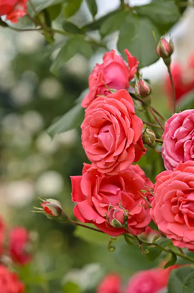 521221 - Climbing rose (Rosa Danse des Sylphes)