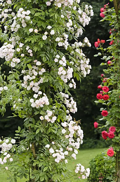 521359 - Climbing rose (Rosa Dentelle de Malines)