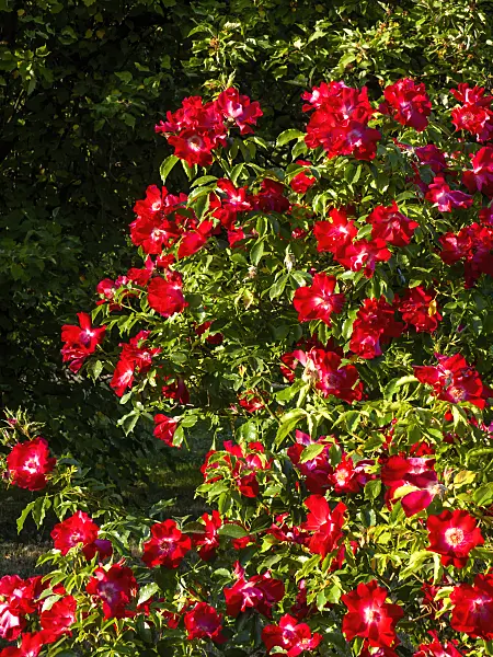 461032 - Climbing rose (Rosa Dortmund)