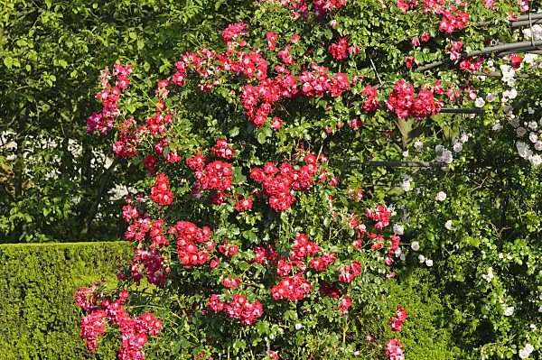 485204 - Climbing rose (Rosa Dortmund)