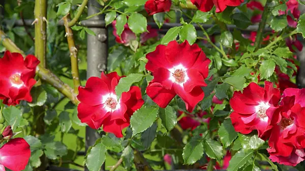 509015 - Climbing rose (Rosa Dortmund)
