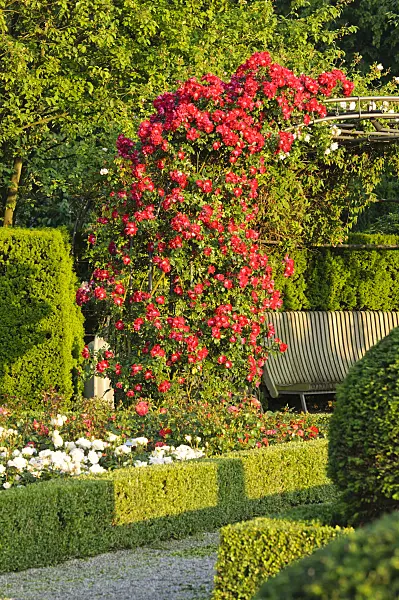 473159 - Climbing rose (Rosa Dortmund), Britzer Garten, Berlin, Germany
