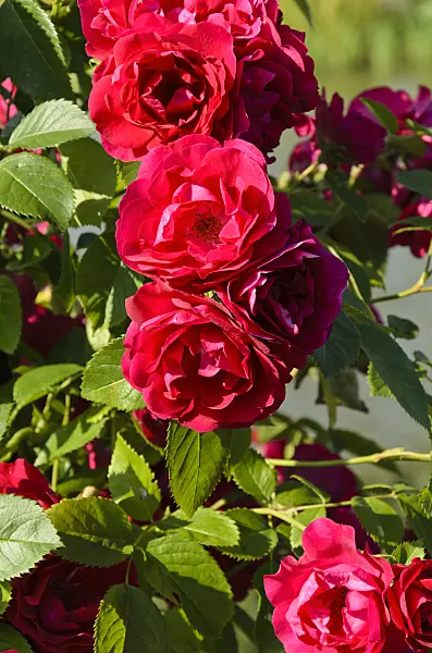 497222 - Climbing rose (Rosa Flammentanz)