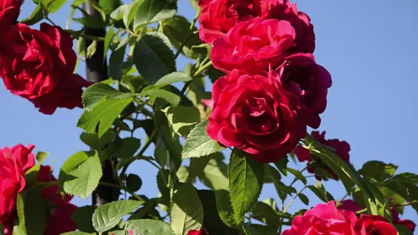 497244 - Climbing rose (Rosa Flammentanz)