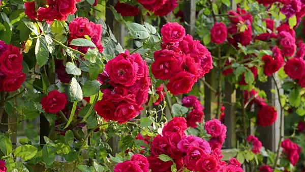 497276 - Climbing rose (Rosa Flammentanz)