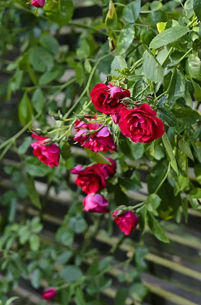 521285 - Climbing rose (Rosa Flammentanz)