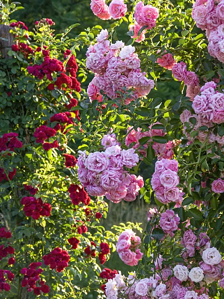 449017 - Climbing rose (Rosa Fragezeichen)