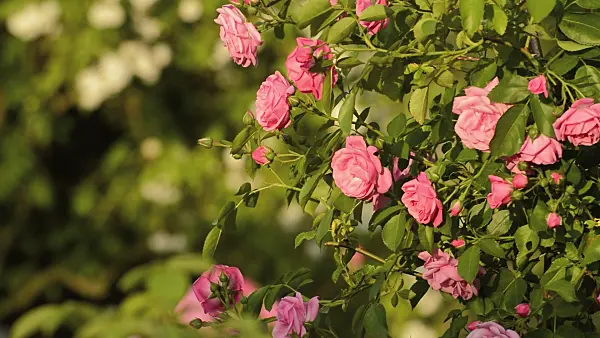 509080 - Climbing rose (Rosa Fragezeichen)