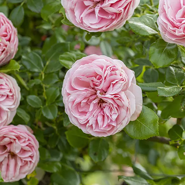 616338 - Climbing rose (Rosa Giardina)