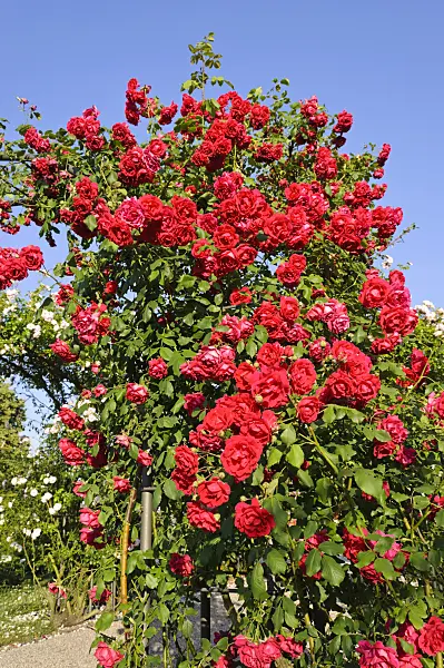 485206 - Climbing rose (Rosa Gruß an Heidelberg)