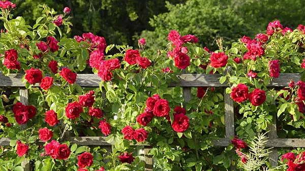 509019 - Climbing rose (Rosa Gruß an Heidelberg)