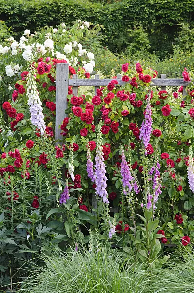 473144 - Climbing rose (Rosa Gruß an Heidelberg) and common foxglove (Digitalis purpurea)