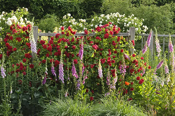 473151 - Climbing rose (Rosa Gruß an Heidelberg) and common foxglove (Digitalis purpurea)