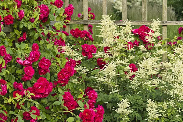 509126 - Climbing rose (Rosa Gruß an Heidelberg) and goat's beard (Aruncus)
