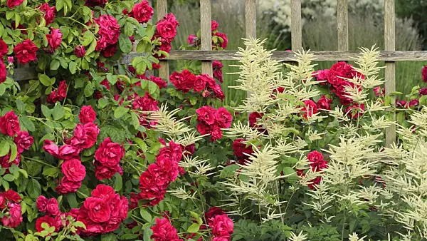 509135 - Climbing rose (Rosa Gruß an Heidelberg) and goat's beard (Aruncus)