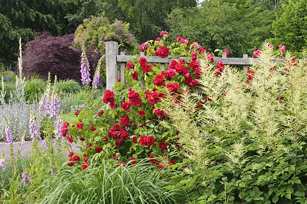 473145 - Climbing rose (Rosa Gruß an Heidelberg), goat's beard (Aruncus) and common foxglove (Digitalis purpurea)