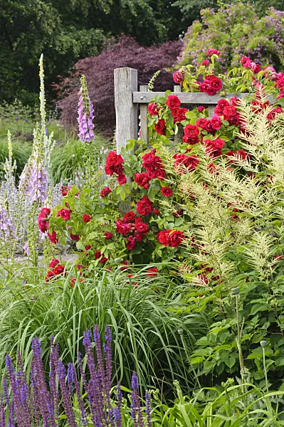 473146 - Climbing rose (Rosa Gruß an Heidelberg), goat's beard (Aruncus) and common foxglove (Digitalis purpurea)