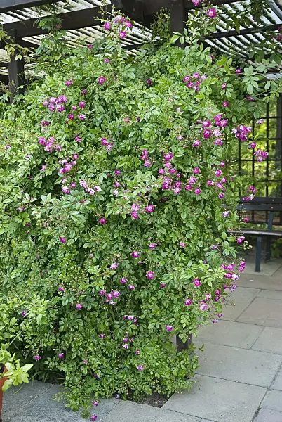490160 - Climbing rose (Rosa Hermann Schmidt)
