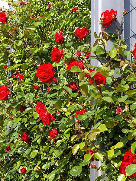 461054 - Climbing rose (Rosa Hotel Royal)