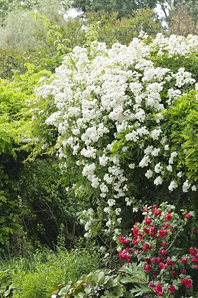 485131 - Climbing rose (Rosa Köln am Rhein)